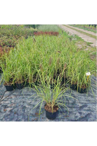 Пеннісетум масайський Ред Хед  3л/вис.70-100см/Ø50-60см